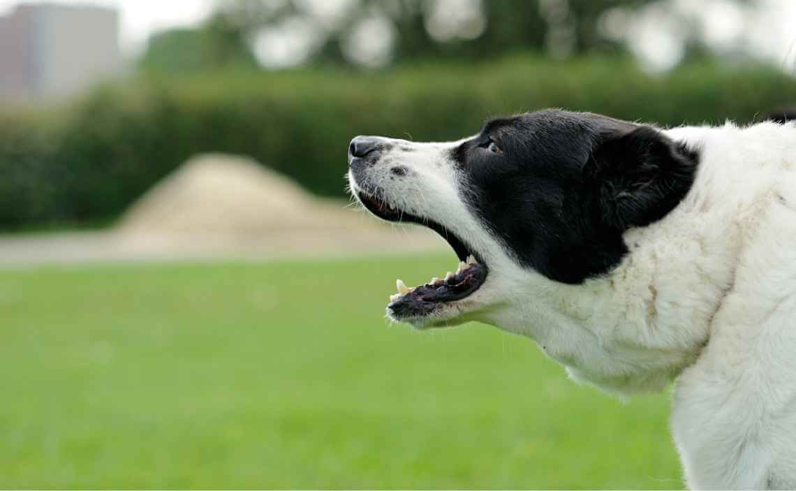 Tips to calm down a barking dog 